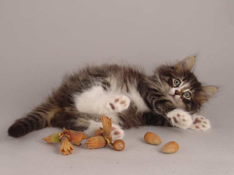 Hägar (50 Tage alt)