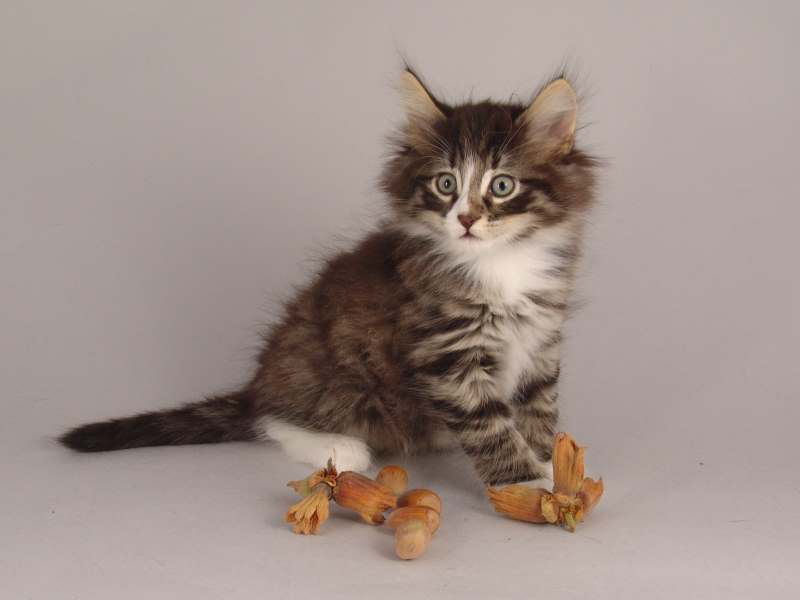 Hägar (50 Tage alt)