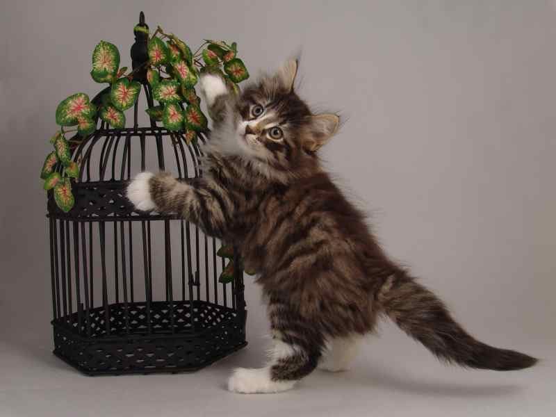 Hägar (57 Tage alt)