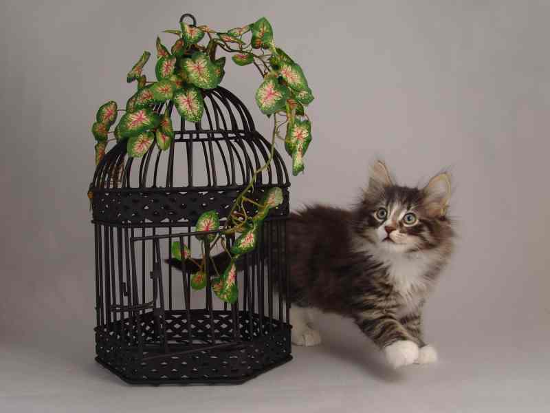 Hägar (57 Tage alt)