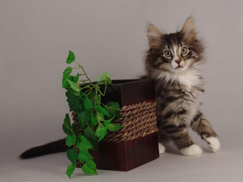 Hägar (64 Tage alt)