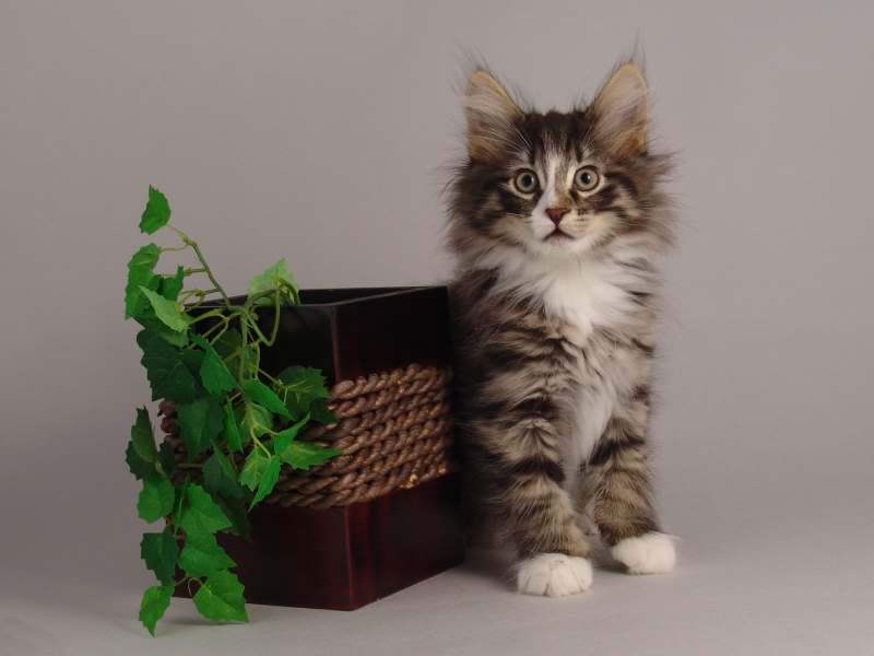 Hägar (64 Tage alt)