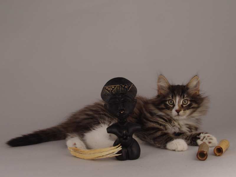 Hägar (71 Tage alt)