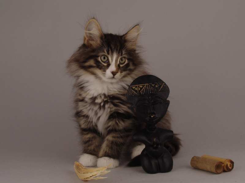 Hägar (71 Tage alt)