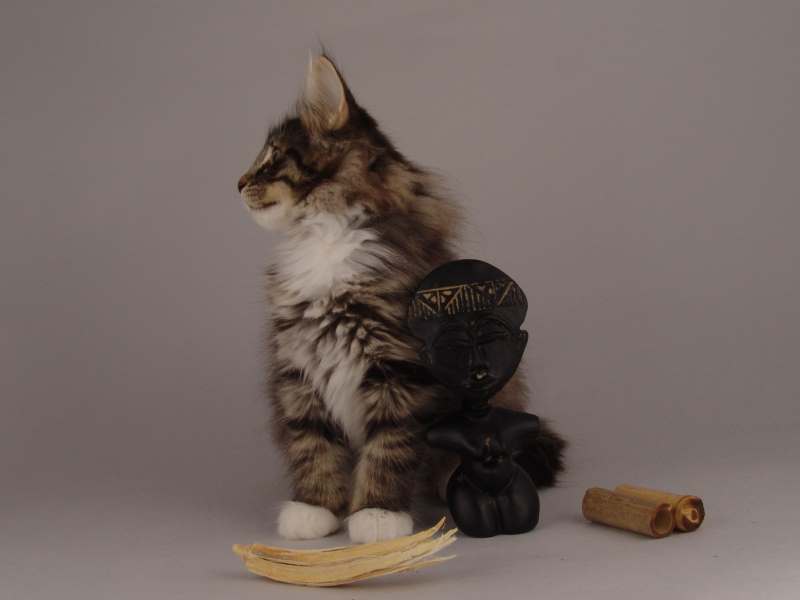 Hägar (71 Tage alt)