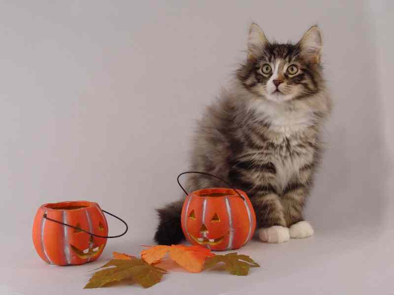 Hägar (85 Tage alt)