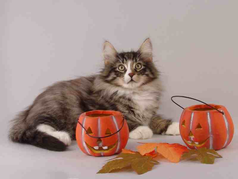 Hägar (85 Tage alt)