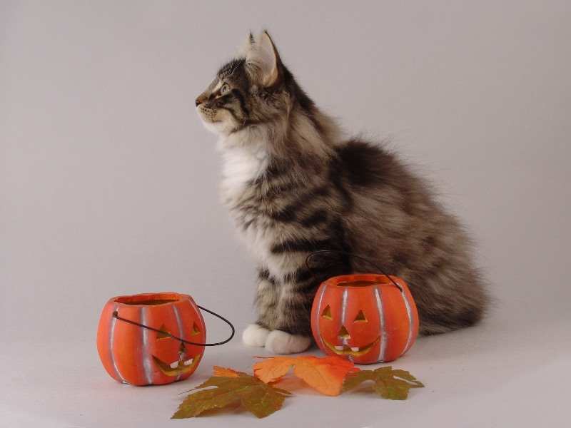 Hägar (85 Tage alt)