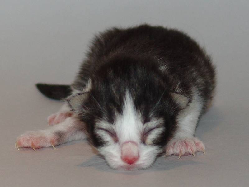 Hildrun (1 Tage alt)