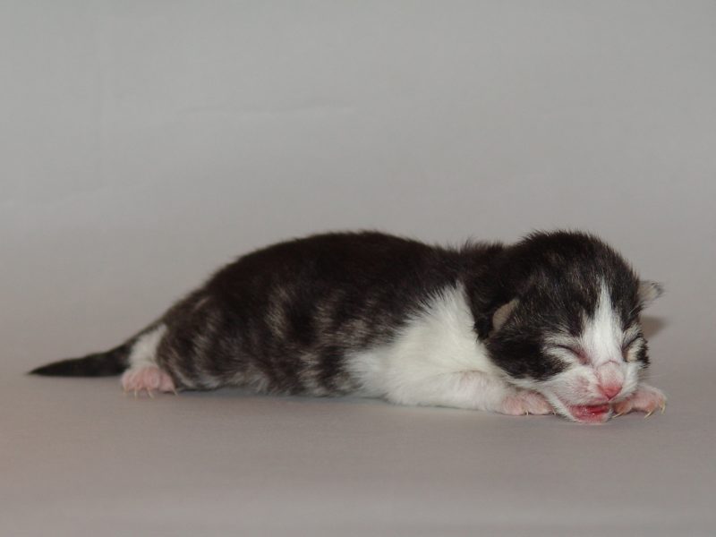 Hildrun (1 Tage alt)