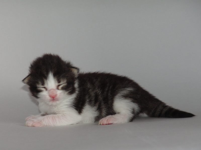 Hildrun (8 Tage alt)