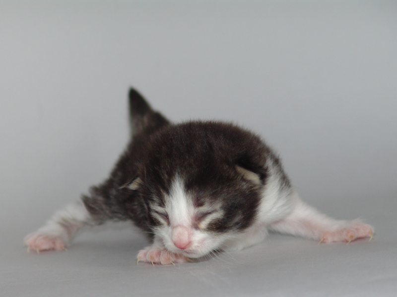 Hildrun (8 Tage alt)