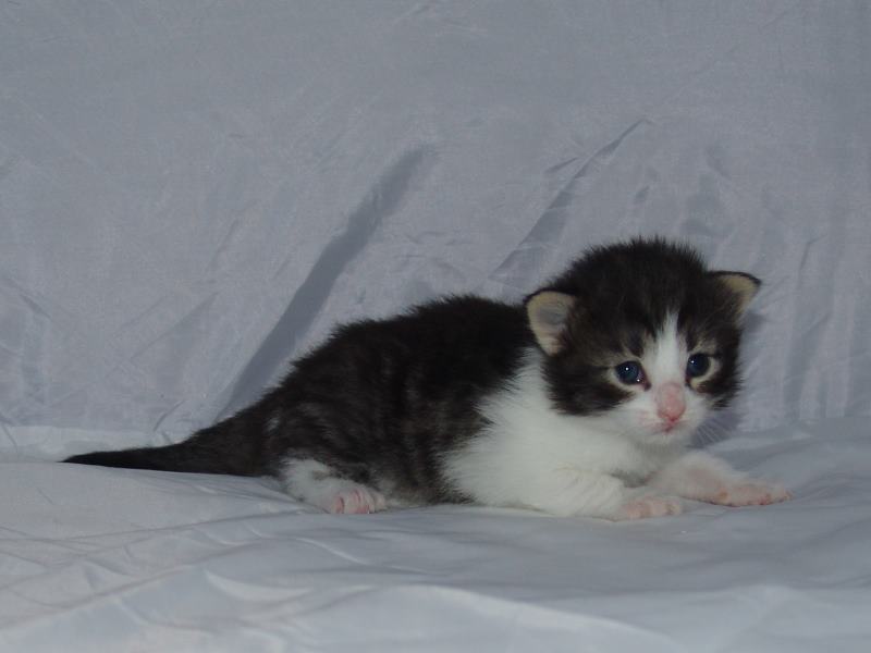 Hildrun (16 Tage alt)