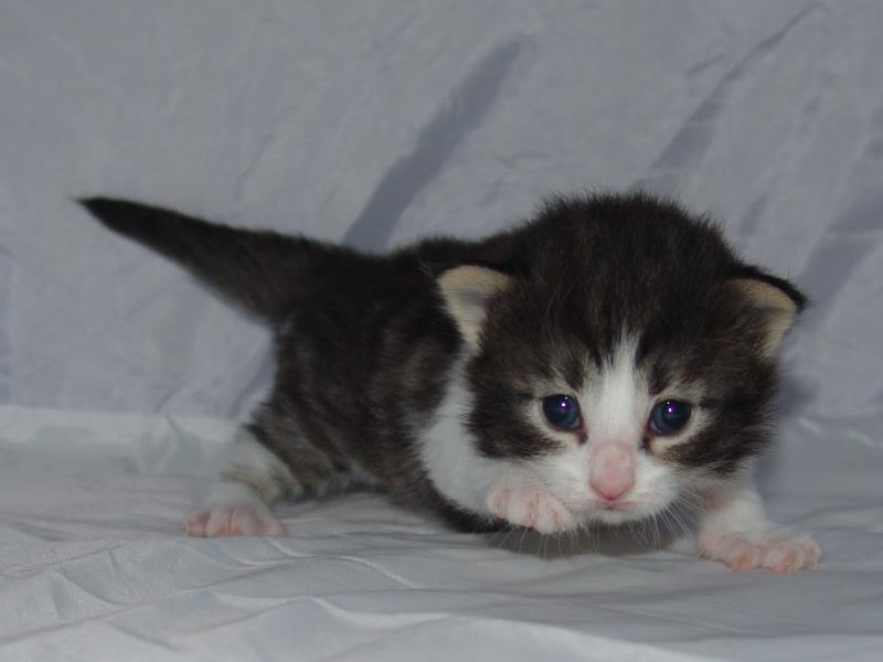 Hildrun (16 Tage alt)