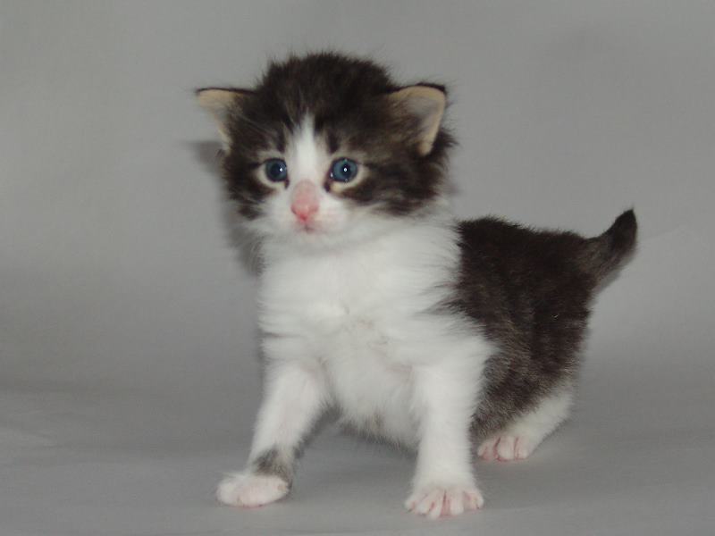 Hildrun (22 Tage alt)