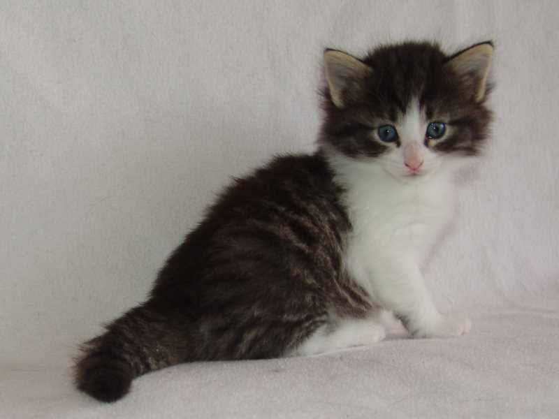 Hildrun (29 Tage alt)