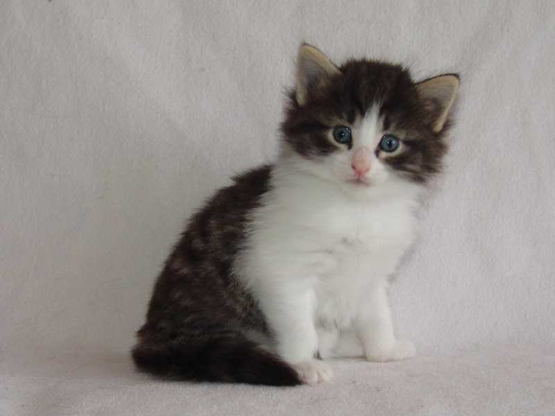 Hildrun (29 Tage alt)