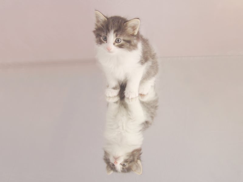 Hildrun (36 Tage alt)