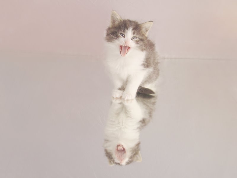 Hildrun (36 Tage alt)