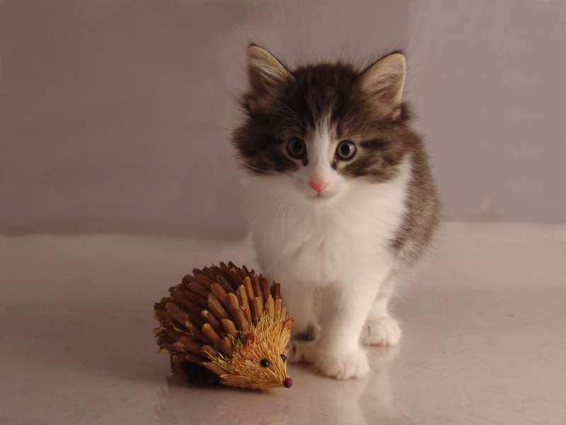 Hildrun (43 Tage alt)