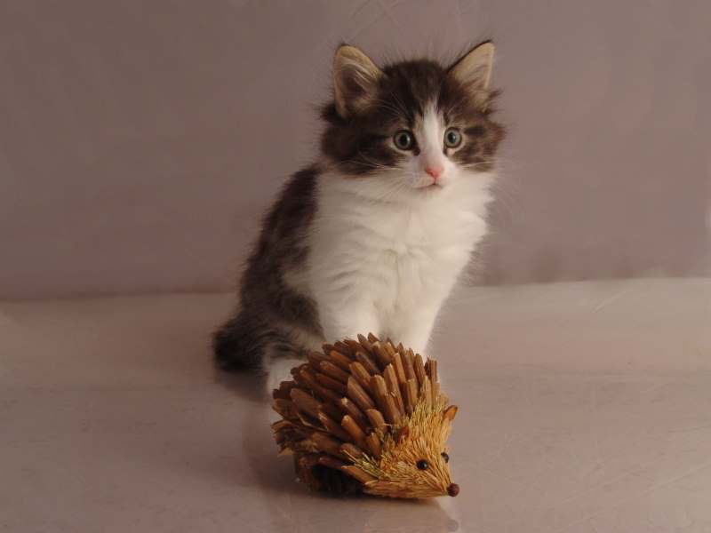 Hildrun (43 Tage alt)