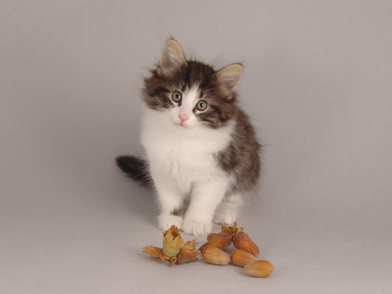 Hildrun (50 Tage alt)