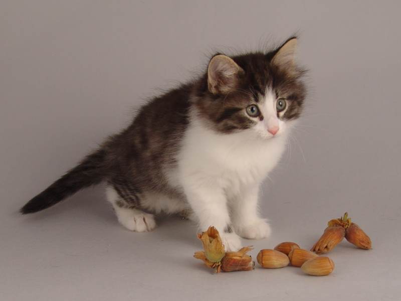 Hildrun (50 Tage alt)