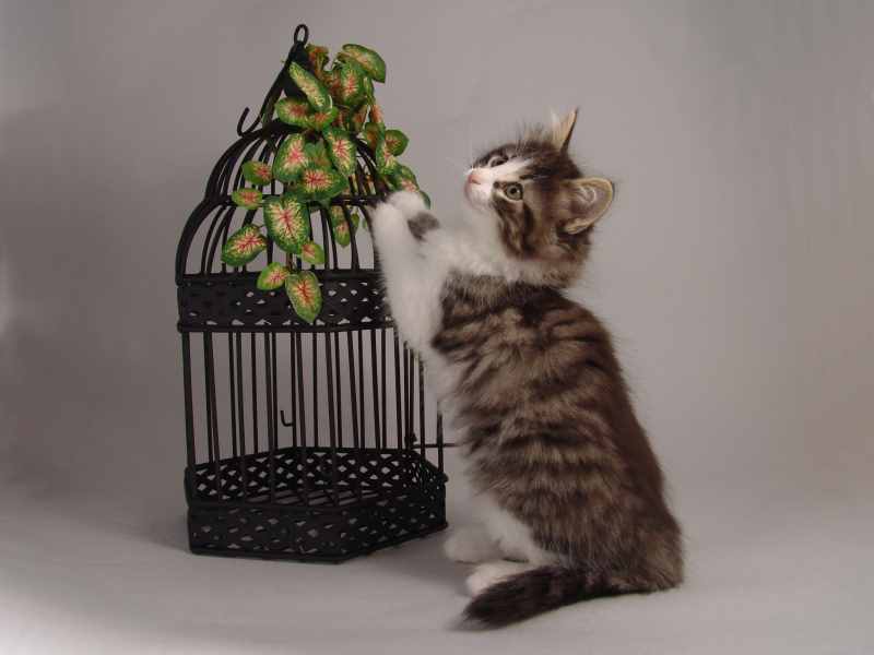 Hildrun (57 Tage alt)