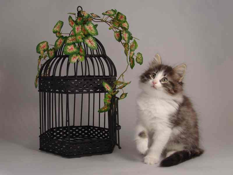 Hildrun (57 Tage alt)