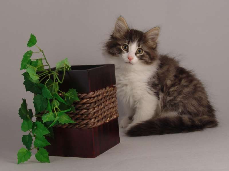 Hildrun (64 Tage alt)