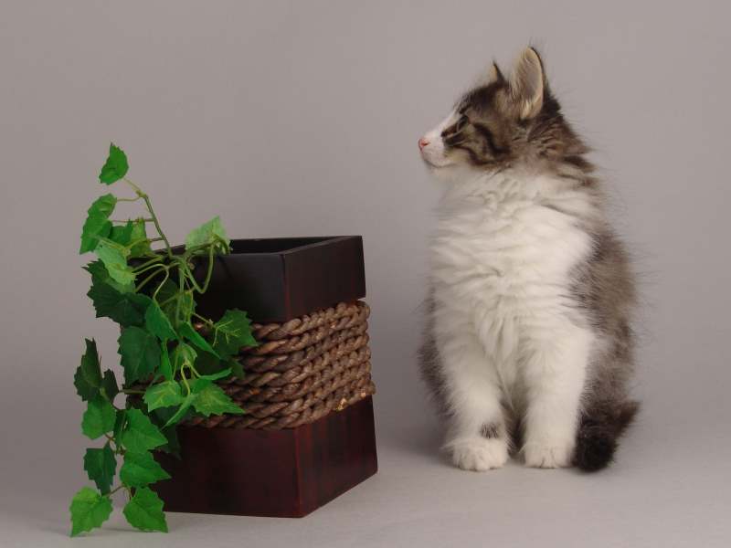 Hildrun (64 Tage alt)