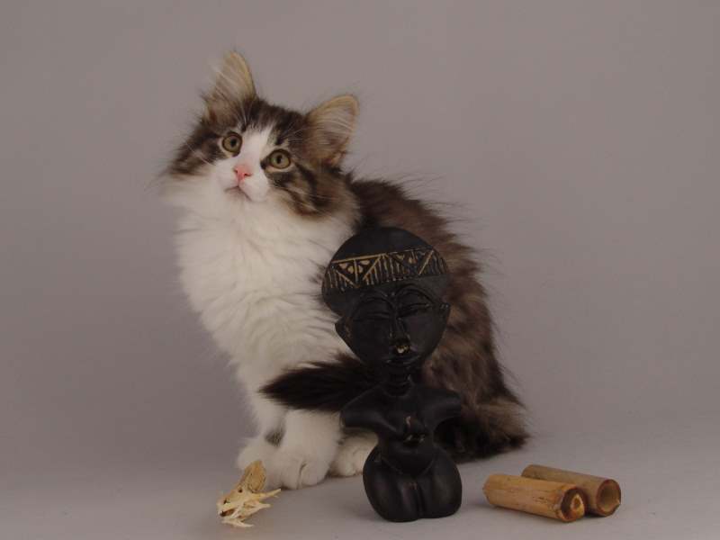 Hildrun (71 Tage alt)