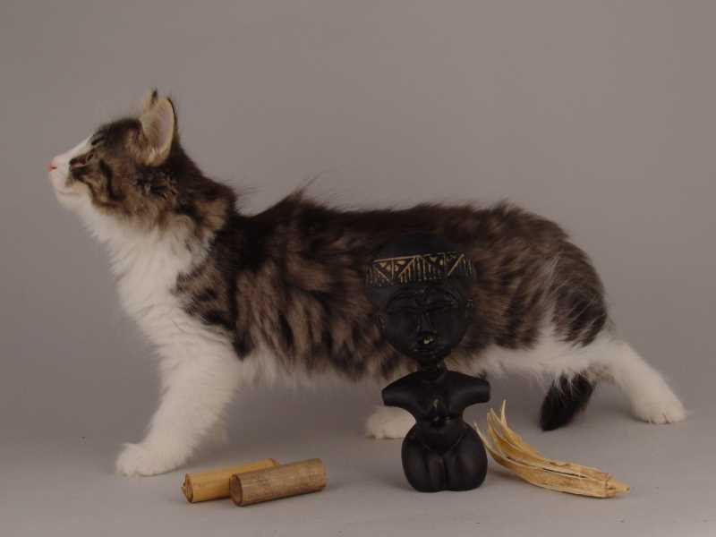 Hildrun (71 Tage alt)