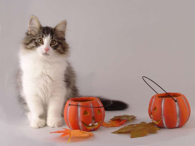 Hildrun (85 Tage alt)