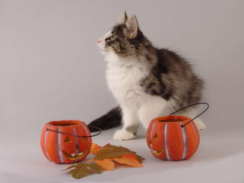 Hildrun (85 Tage alt)