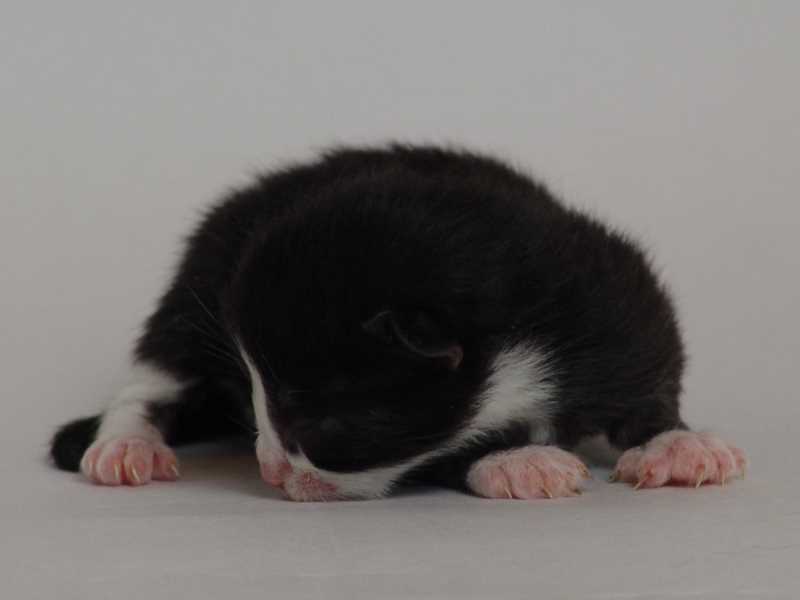 Jonna (2 Tage alt)