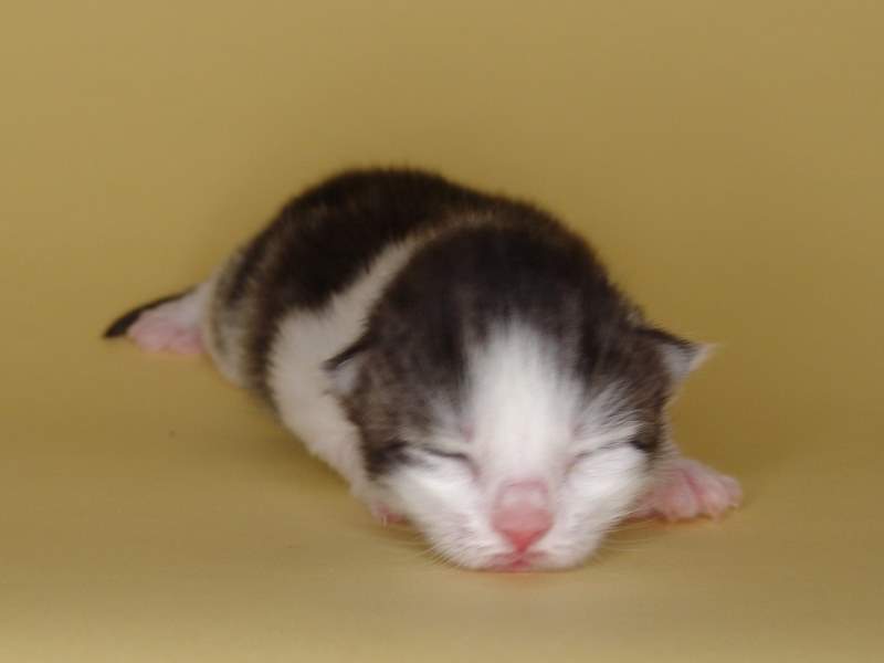 Karim (7 Tage alt)