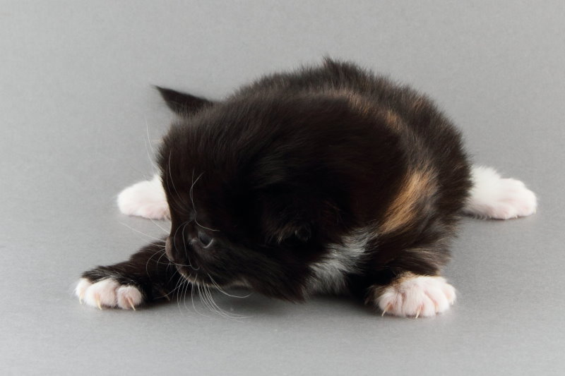 Lilyann (15 Tage alt)