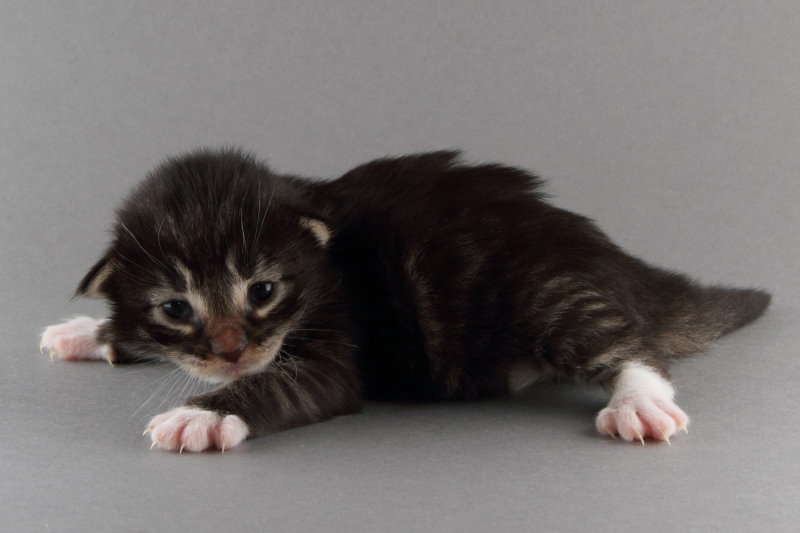 Magnus (13 Tage alt)