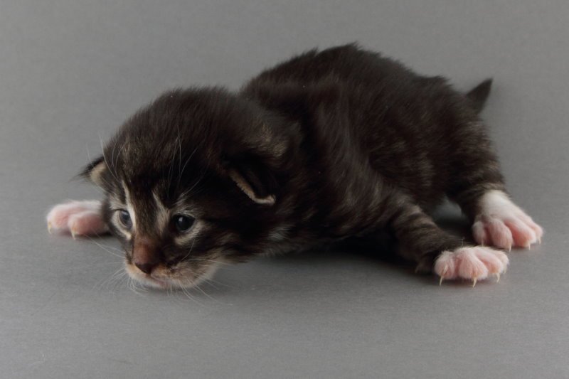 Magnus (13 Tage alt)