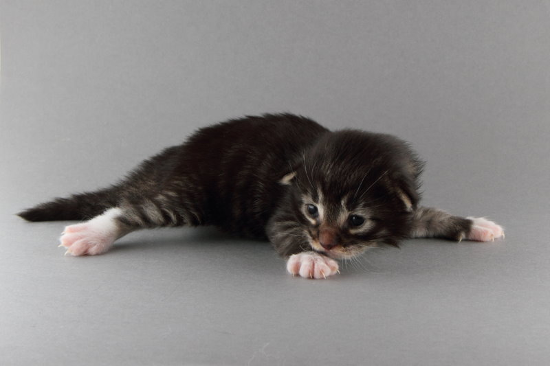 Magnus (13 Tage alt)