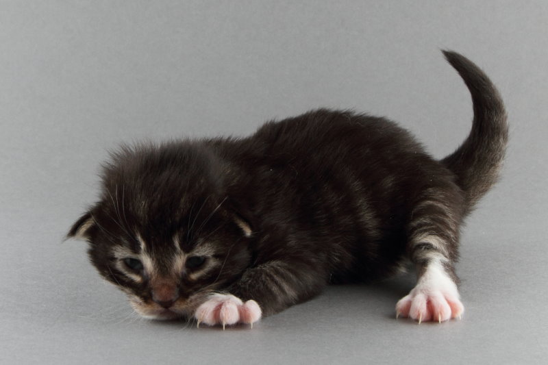 Magnus (13 Tage alt)