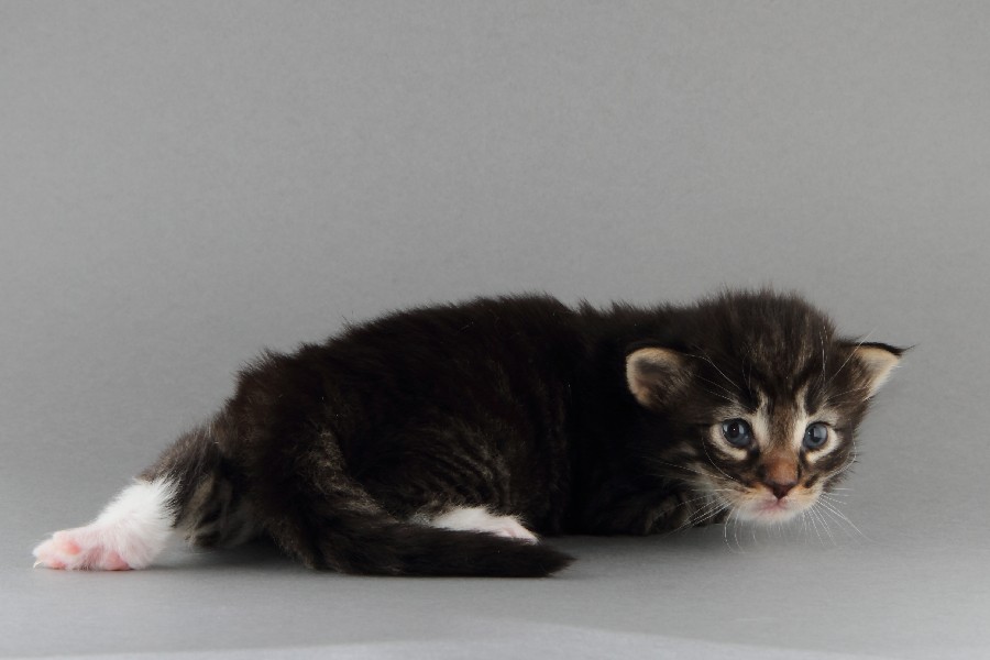 Magnus (20 Tage alt)