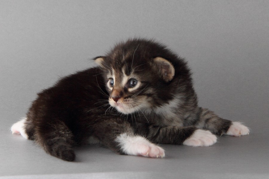 Magnus (20 Tage alt)