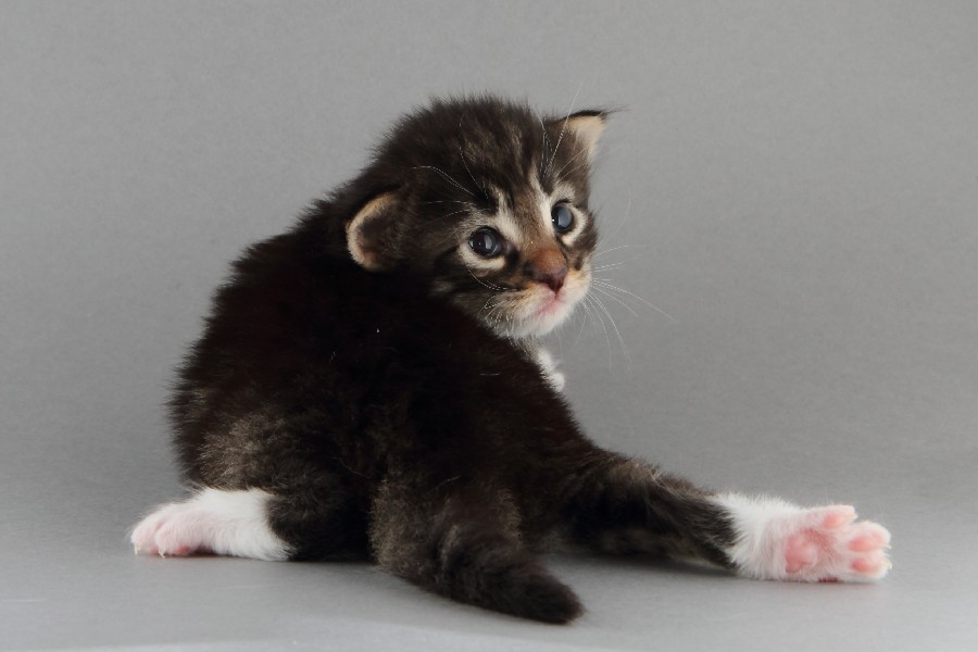 Magnus (20 Tage alt)