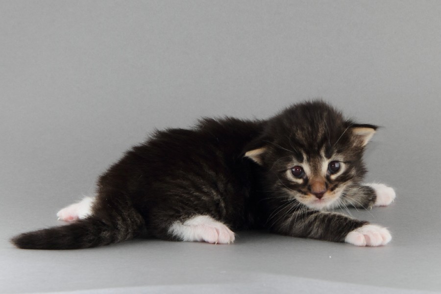 Magnus (20 Tage alt)