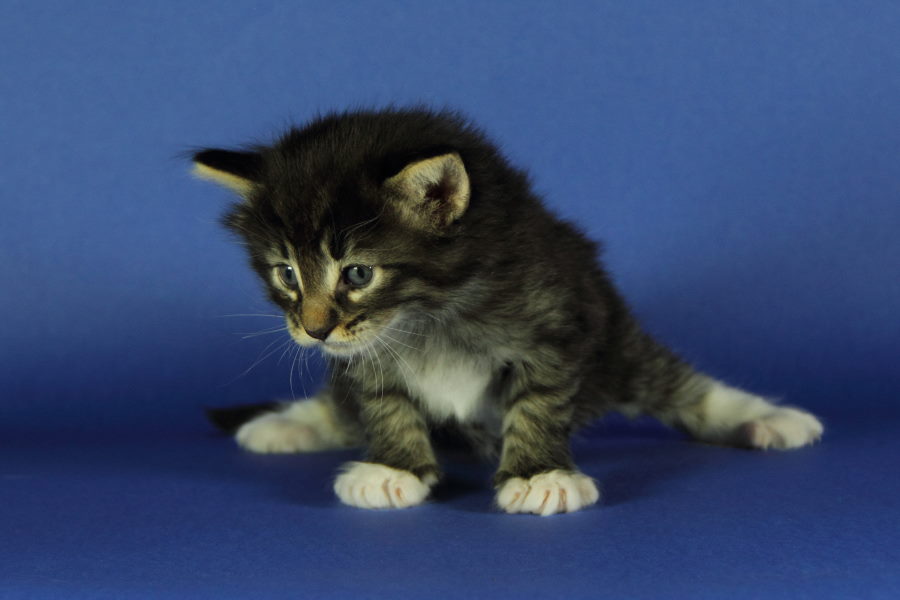 Magnus (27 Tage alt)