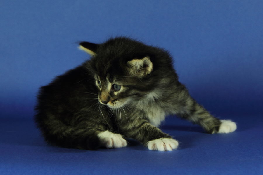 Magnus (27 Tage alt)