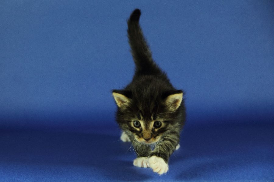 Magnus (27 Tage alt)