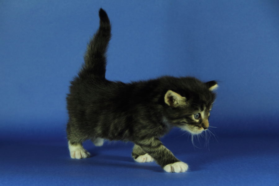 Magnus (27 Tage alt)